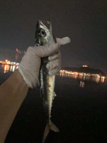 青函フェリー函館ターミナル