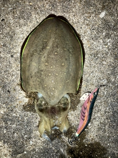 モンゴウイカの釣果