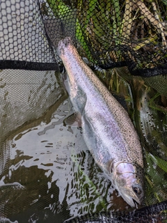 ニジマスの釣果