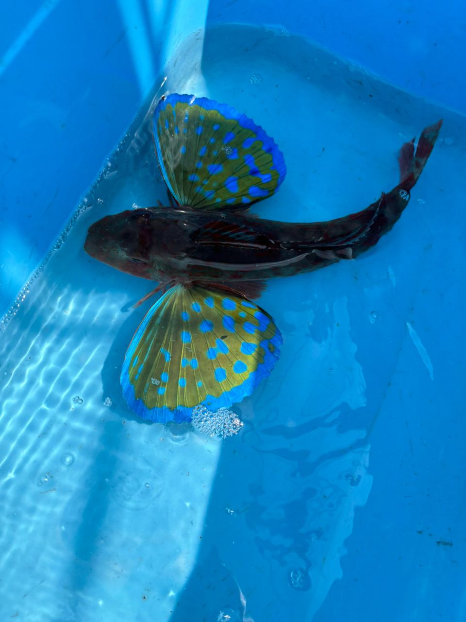 な　がさんの釣果 2枚目の画像