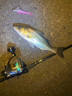 セイゴ（マルスズキ）の釣果