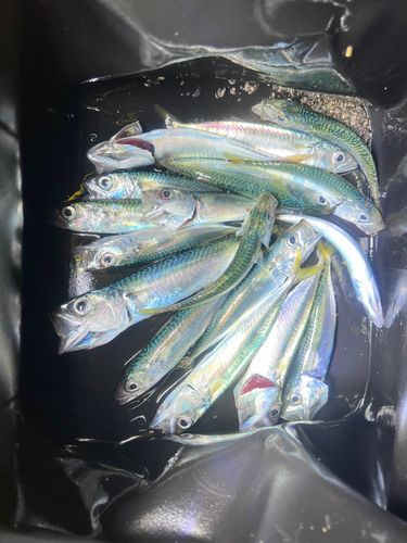 石狩湾新港