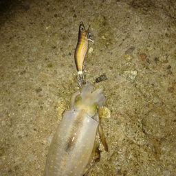 アオリイカ