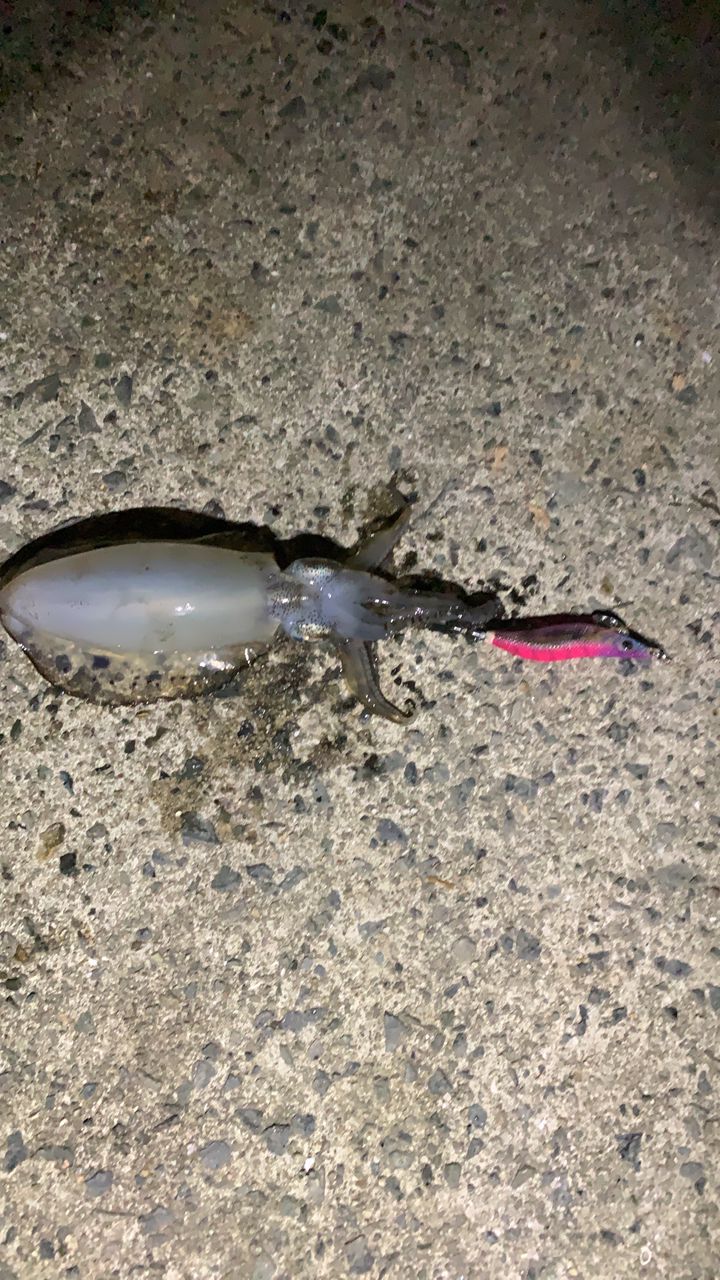 アオリイカ