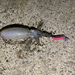 アオリイカ