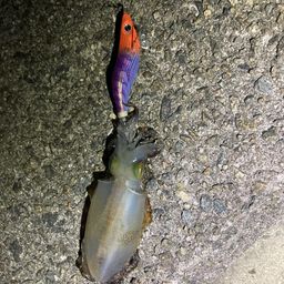 アオリイカ