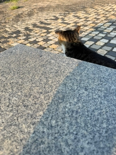 コノシロの釣果