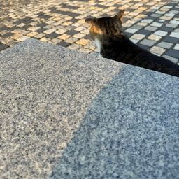 コノシロ