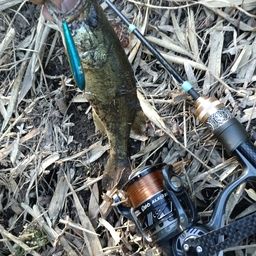 ラージマウスバス