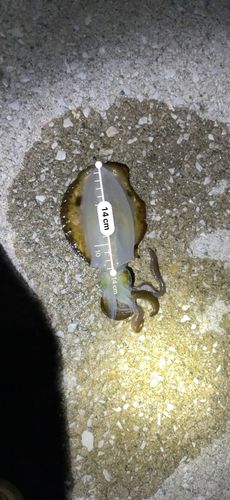 秋田県北部
