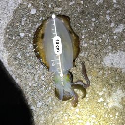 アオリイカ
