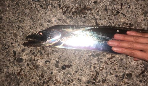 タチウオの釣果