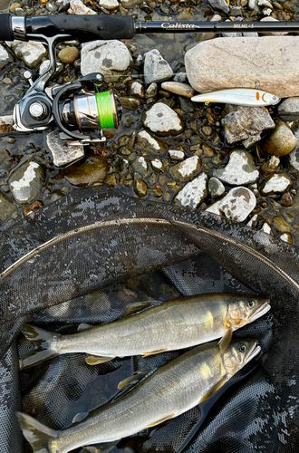 アユの釣果