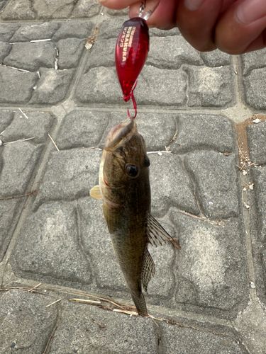 ハゼの釣果