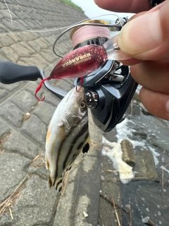 コトヒキの釣果