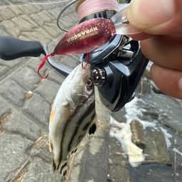コトヒキ