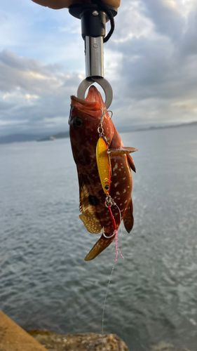 アコウの釣果