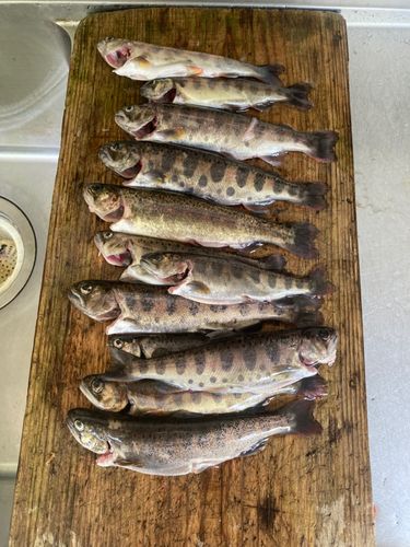 ヤマメの釣果