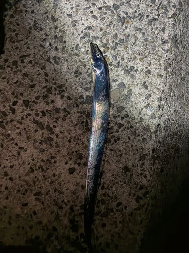 タチウオの釣果