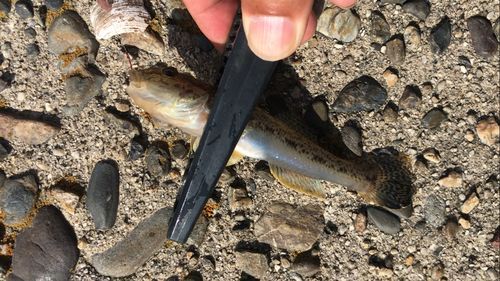 マハゼの釣果