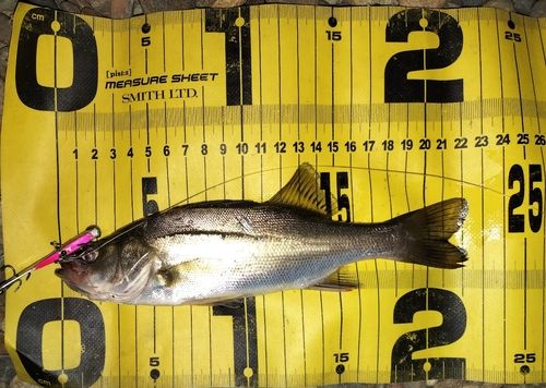 シーバスの釣果