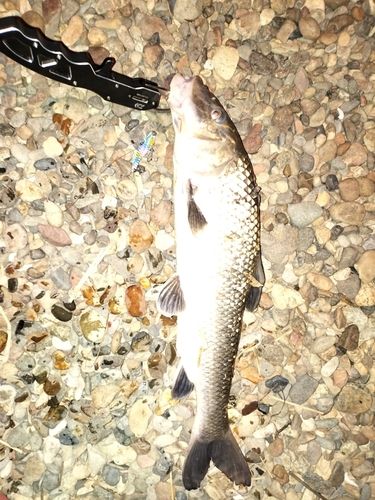 ニゴイの釣果