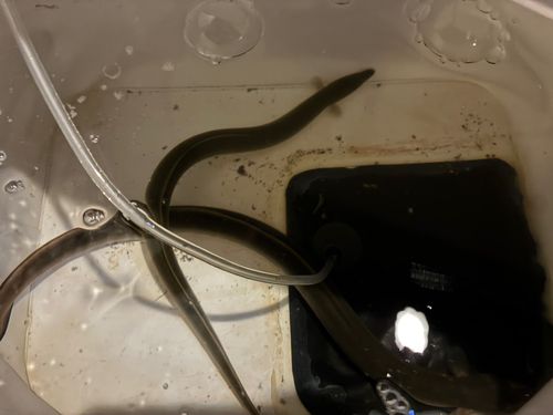ウナギの釣果