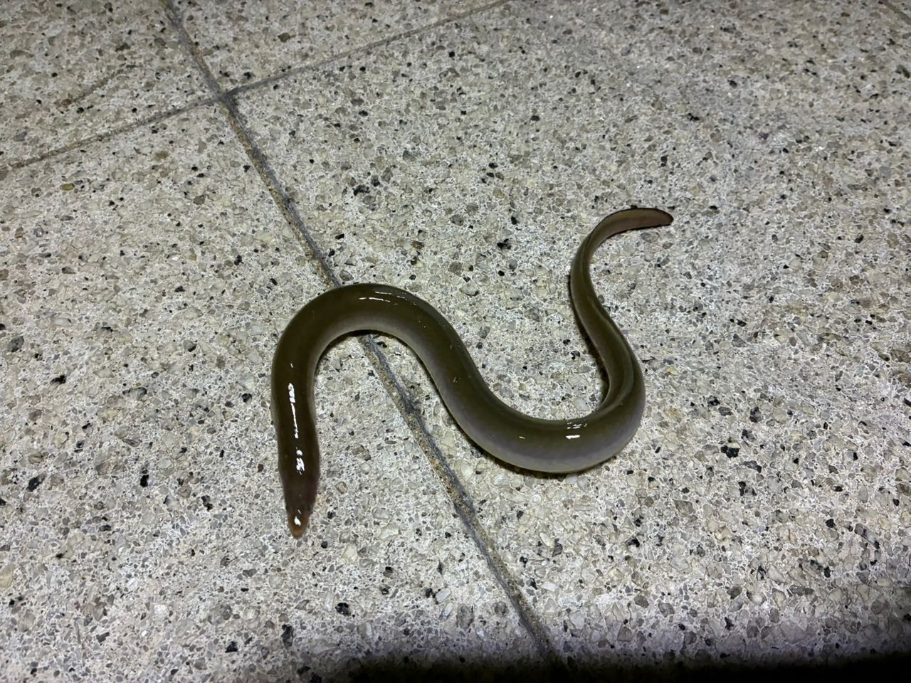 ウナギ