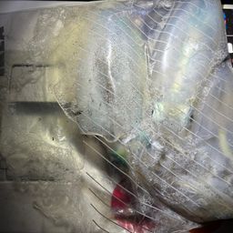 アオリイカ
