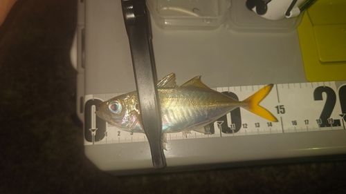 マアジの釣果