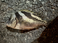 コショウダイの釣果