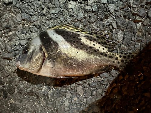 コショウダイの釣果