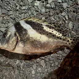コショウダイ