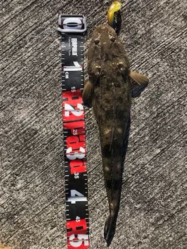 マゴチの釣果