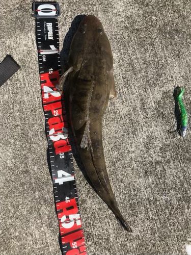 マゴチの釣果
