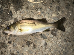 マルスズキの釣果