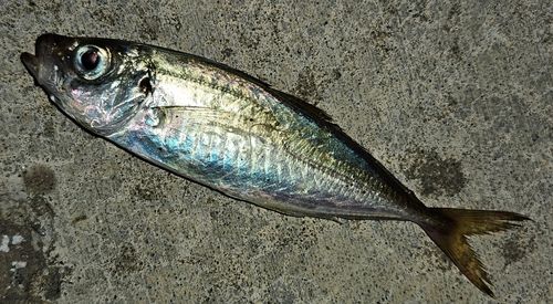気仙沼湾