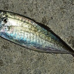 アジ