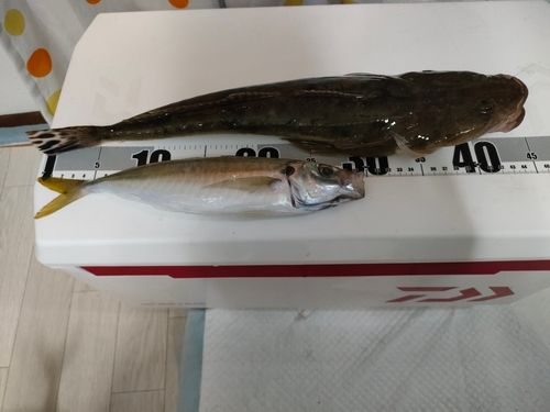 マゴチの釣果
