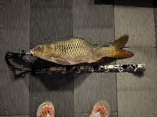 コイの釣果