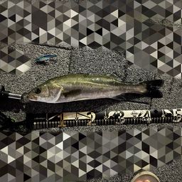 シーバス