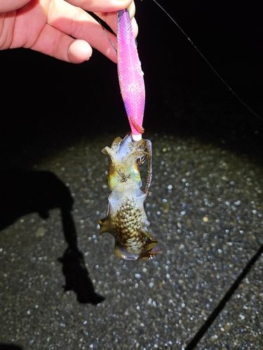 紀伊水道