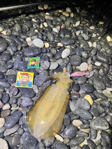 アオリイカの釣果