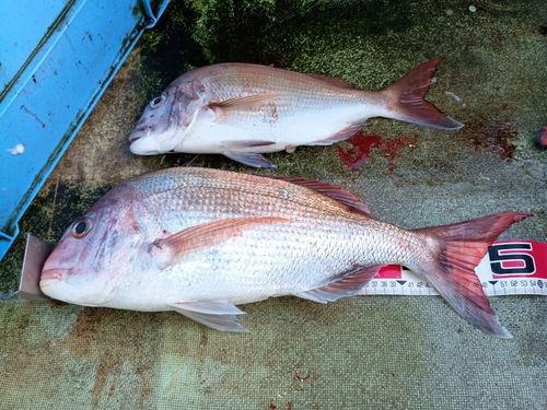 マダイの釣果