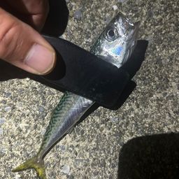サバ
