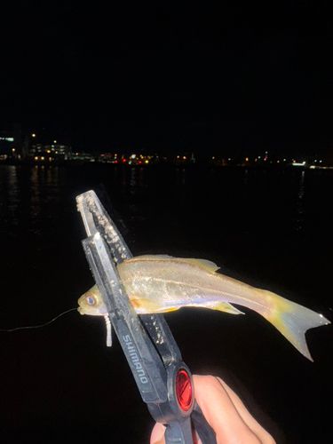 釣果