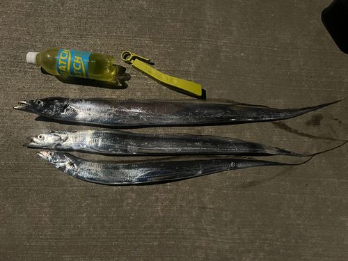 タチウオの釣果