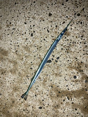 ダツの釣果