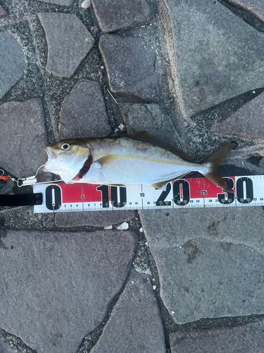 ショゴの釣果