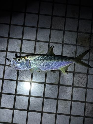 ターポンの釣果
